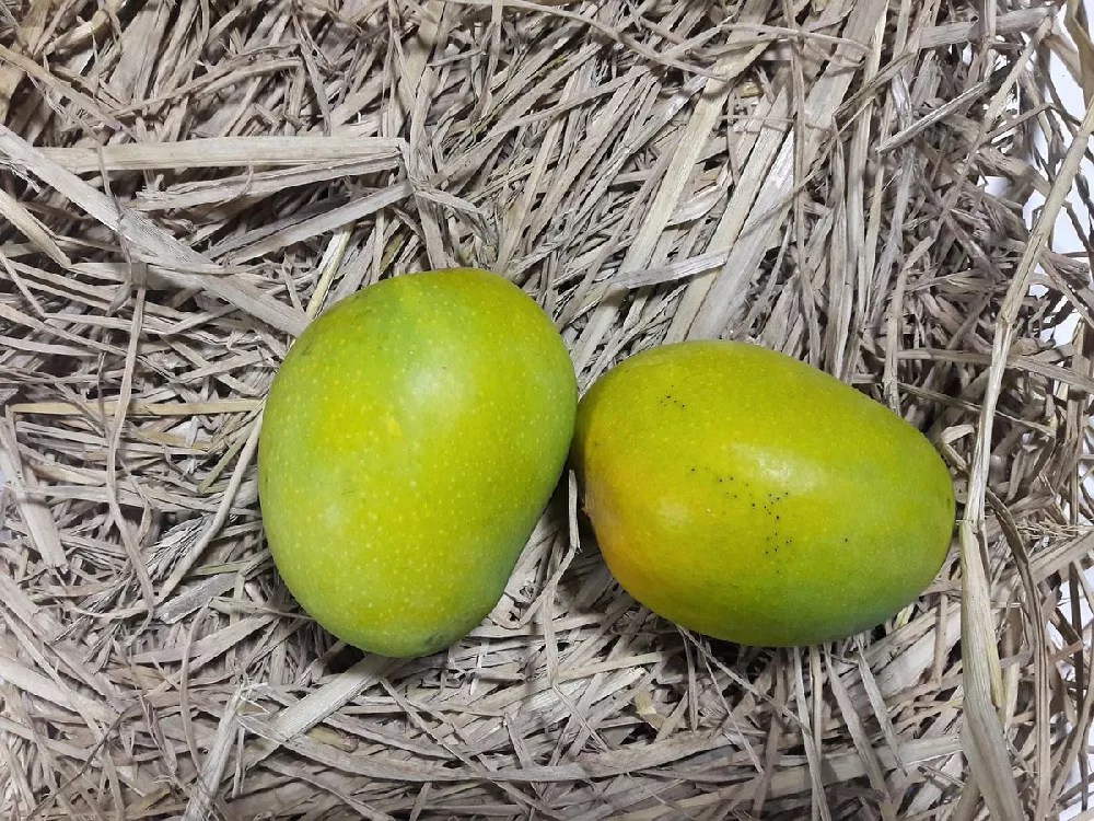 Alphonso Mango Tree for Sale Buying & Growing Guide
