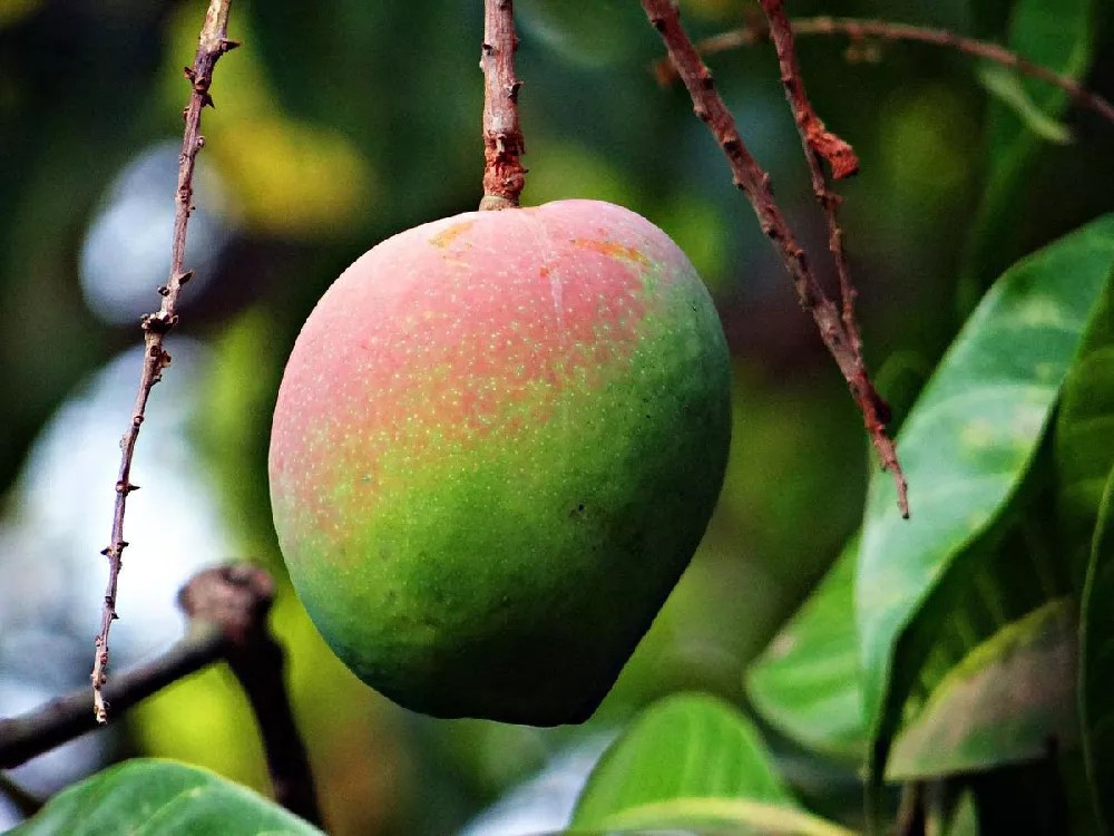 Alphonso Mango Tree for Sale Buying & Growing Guide