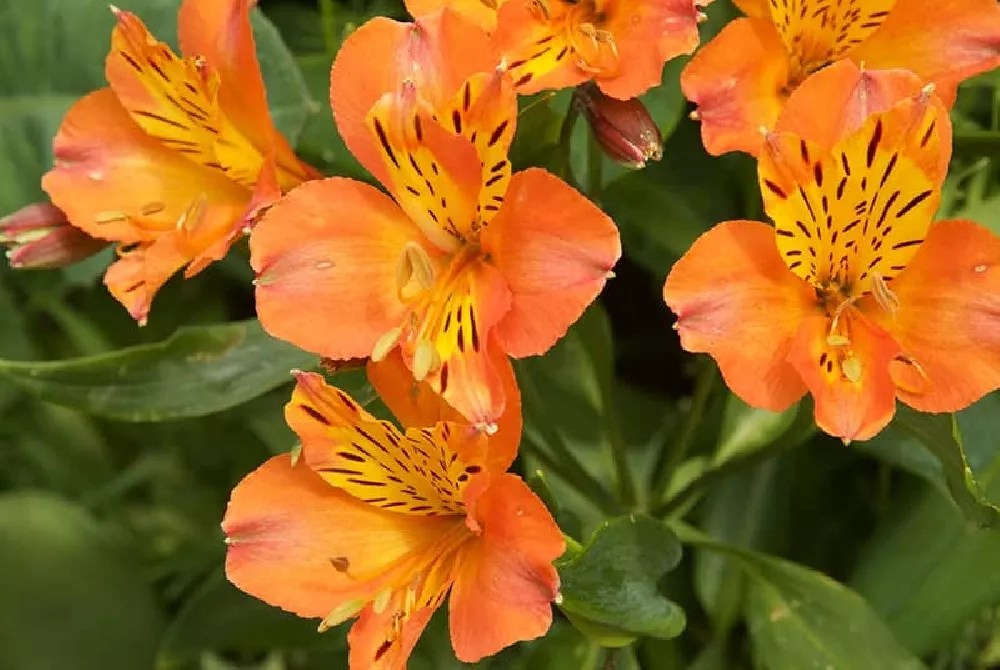 Peruvian Lilies for Sale Buying & Growing Guide
