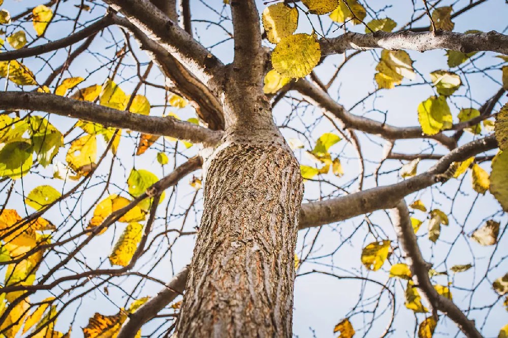 American Elm Trees for Sale Buying & Growing Guide