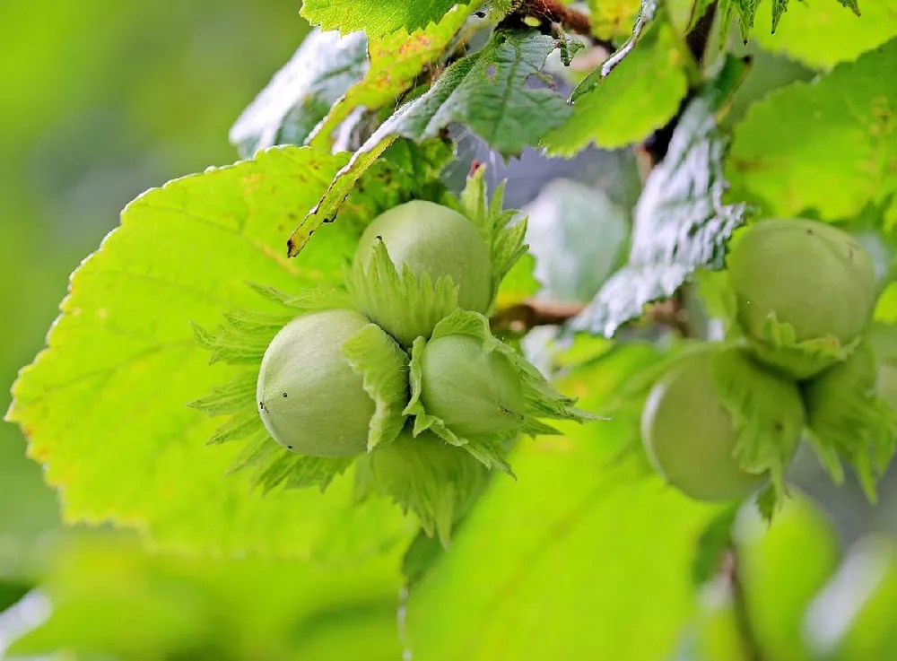 American Hazelnut Tree for Sale Buying & Growing Guide