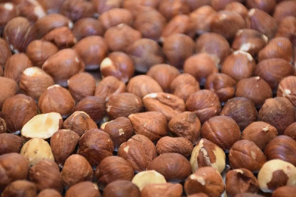 American Hazelnut Tree for Sale Buying & Growing Guide