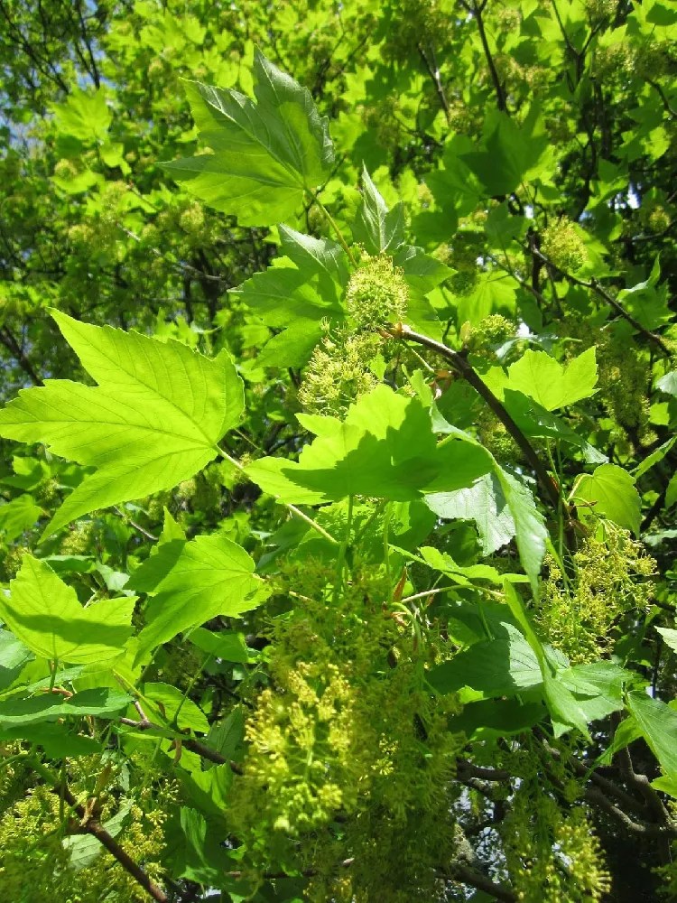 American Sycamore Tree for Sale Buying & Growing Guide
