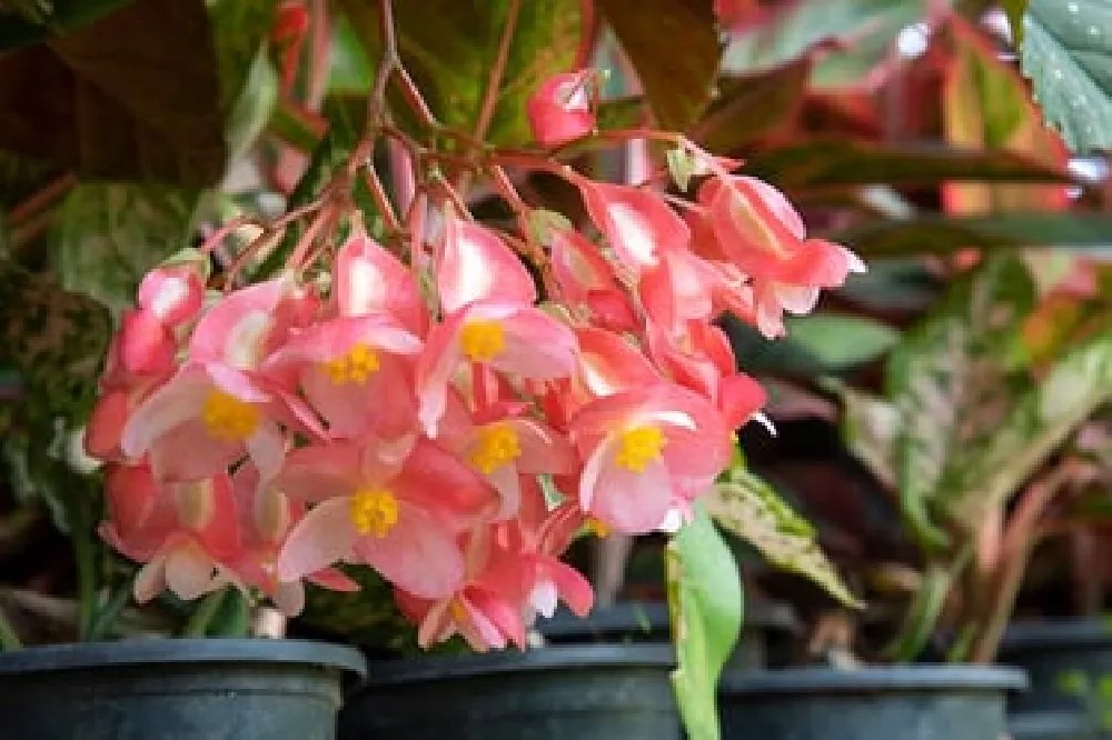 Angel Wing Begonias for Sale Buying & Growing Guide