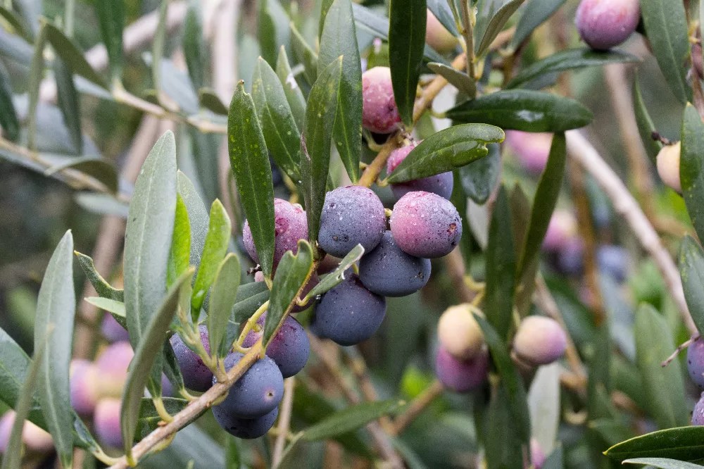 Arbequina Olive Trees for Sale Buying & Growing Guide