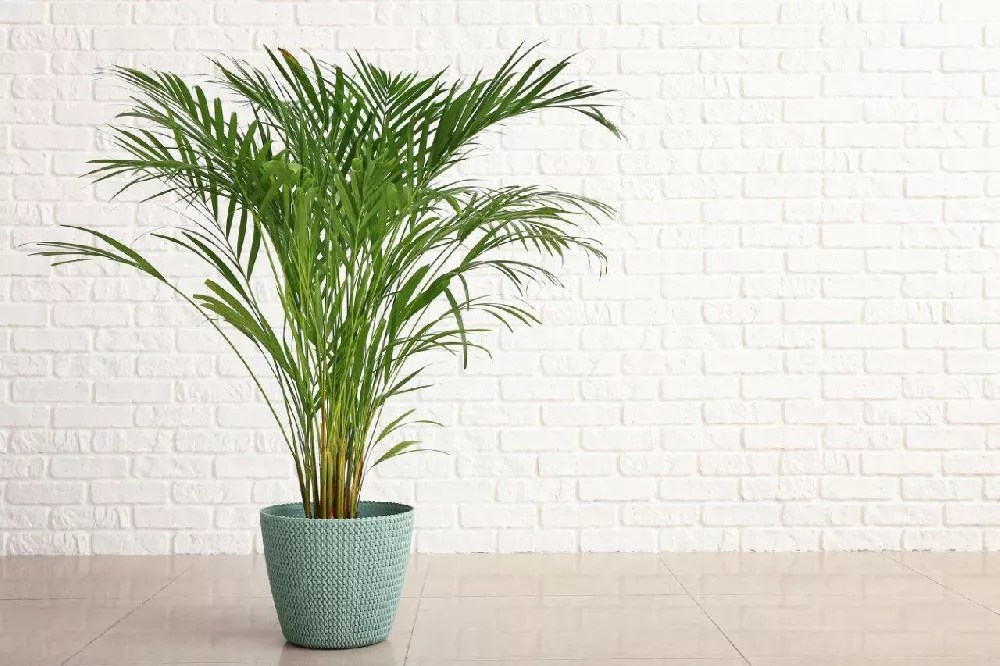 Areca Palm Trees for Sale