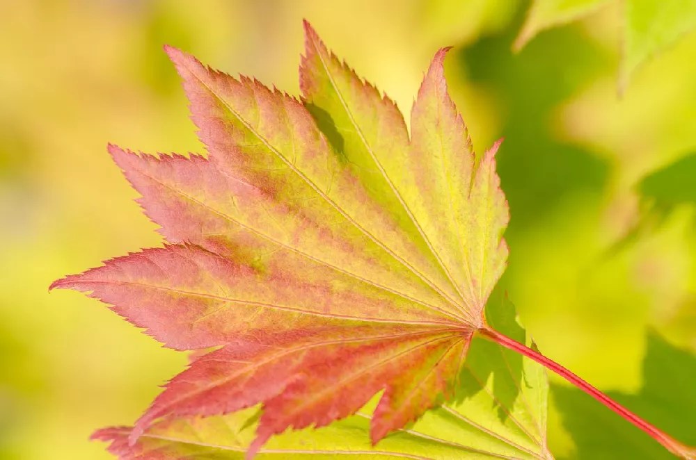 Aureum Japanese Maple Tree for Sale Buying & Growing Guide