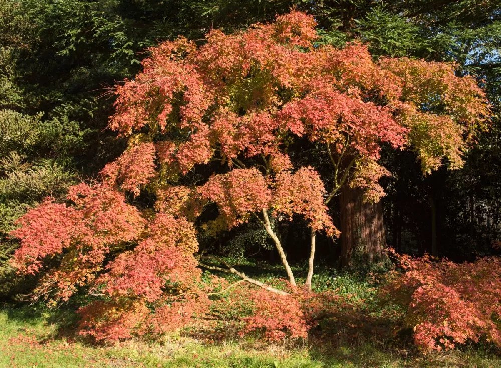 Aureum Japanese Maple Tree for Sale Buying & Growing Guide