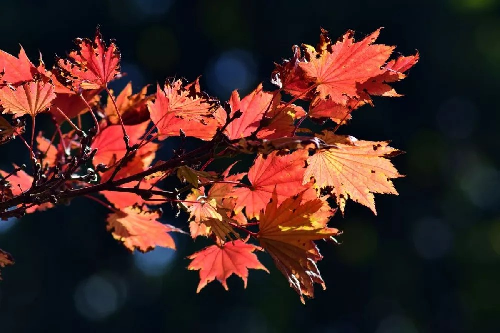 Aureum Japanese Maple Tree for Sale Buying & Growing Guide