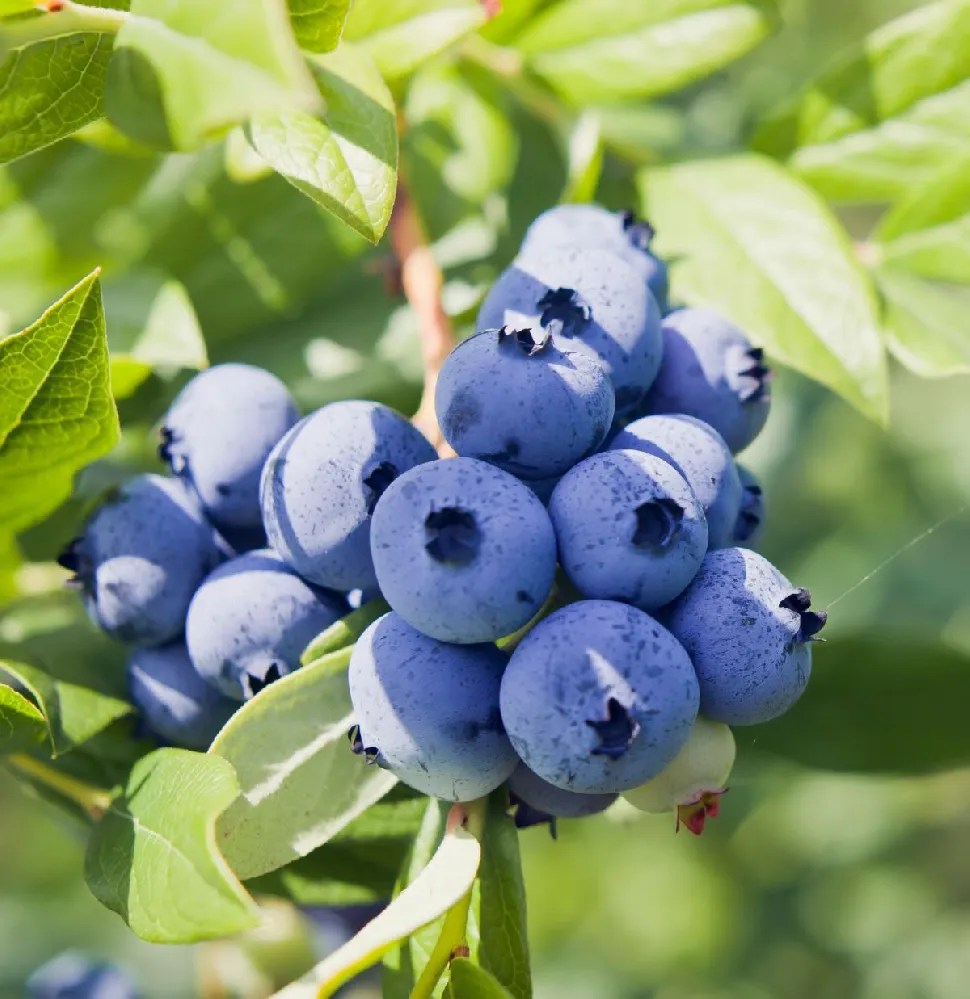 Blueberry Bushes for Sale Buying & Growing Guide