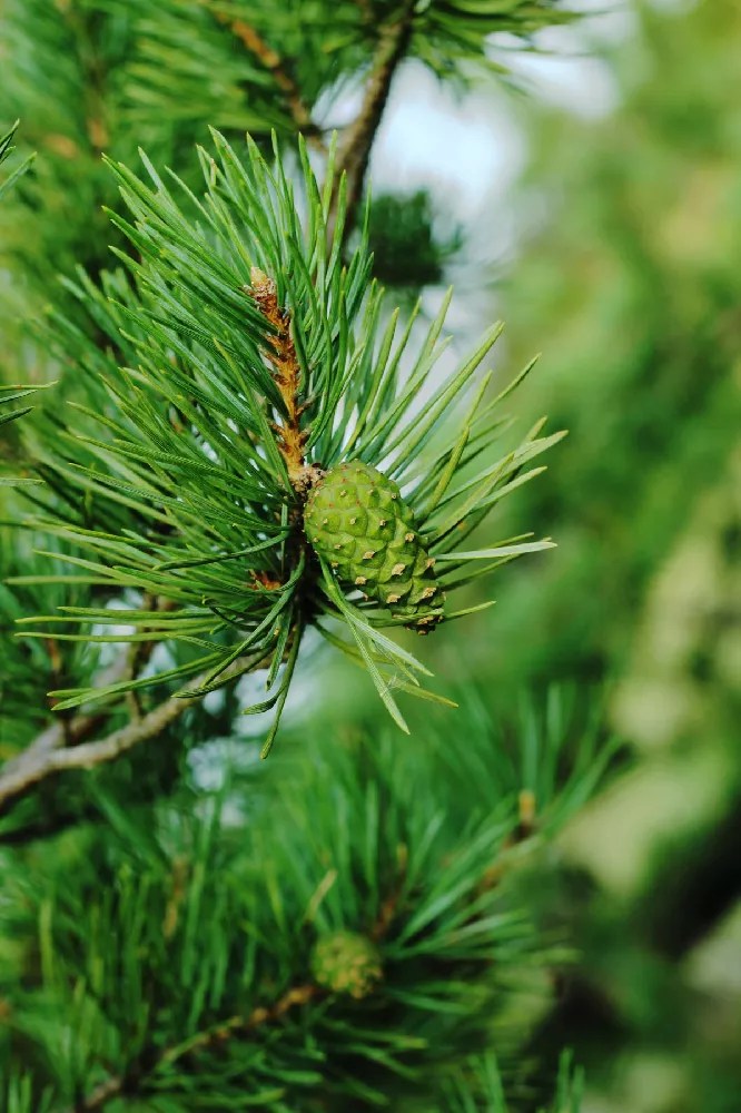 Austrian Pine Tree for Sale Buying & Growing Guide