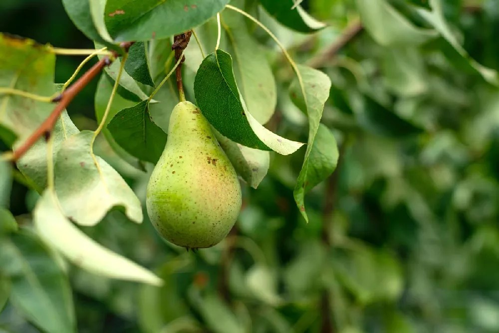 Bartlett Pear for Sale Buying & Growing Guide