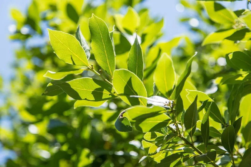 Bay Laurel Trees for Sale Buying & Growing Guide