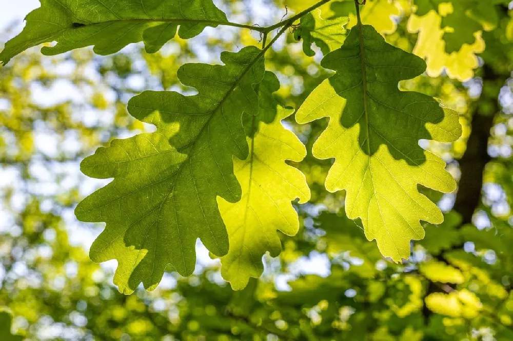 Beacon Swamp White Oak Tree for Sale Buying & Growing Guide