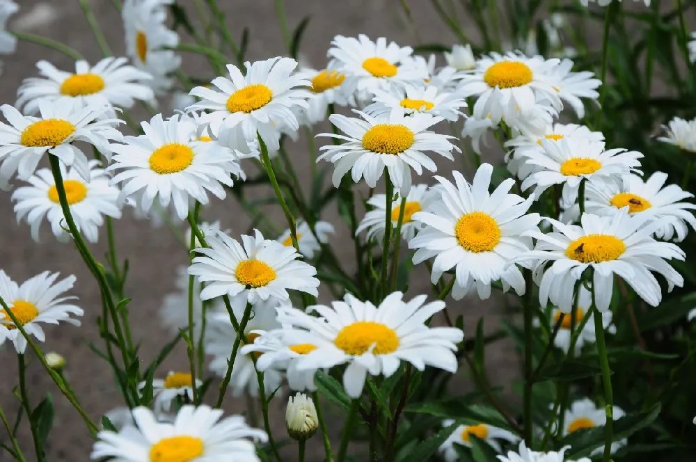 Becky Shasta Daisy for Sale
