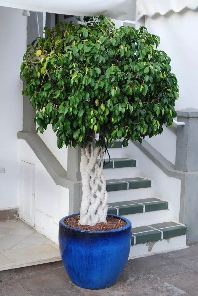 Braided Benjamina Ficus Trees for Sale Buying & Growing Guide