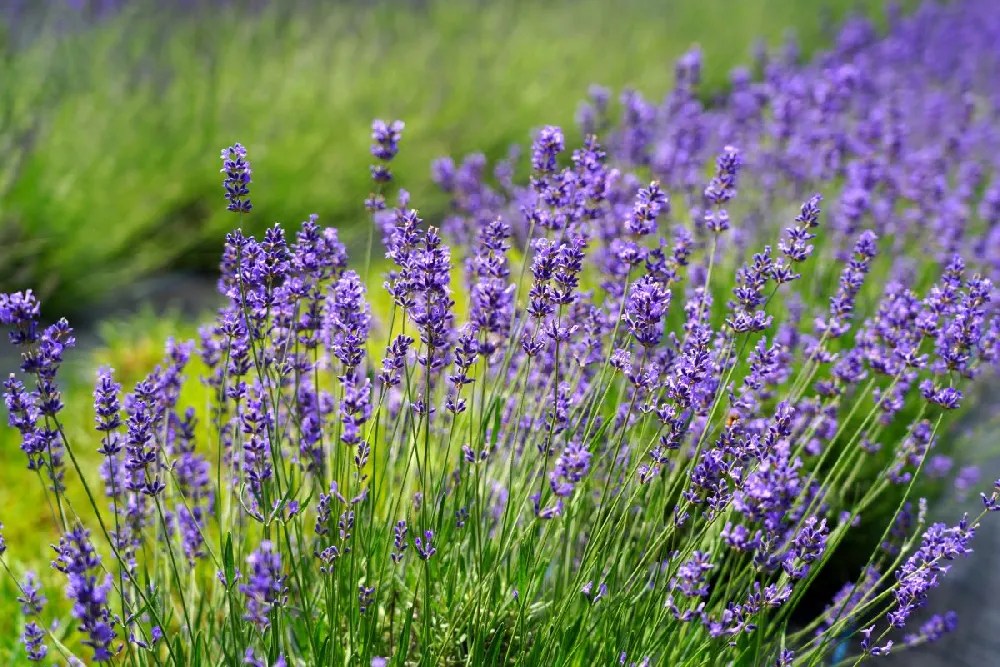 Lavender Plants for Sale Buying & Growing Guide