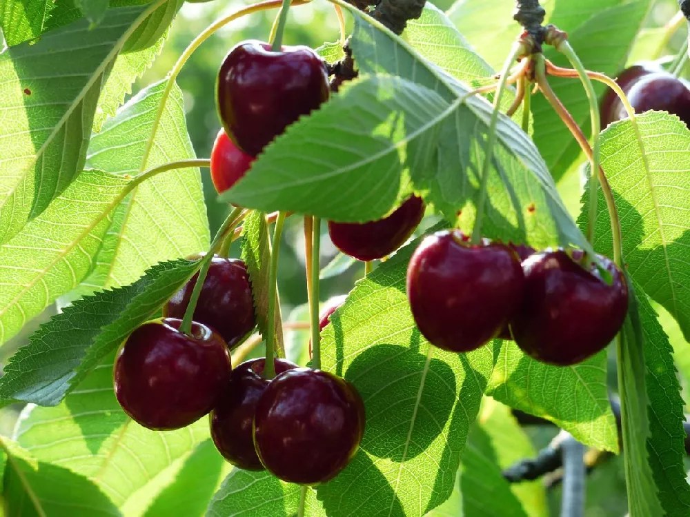 Bing Cherry for Sale Buying & Growing Guide