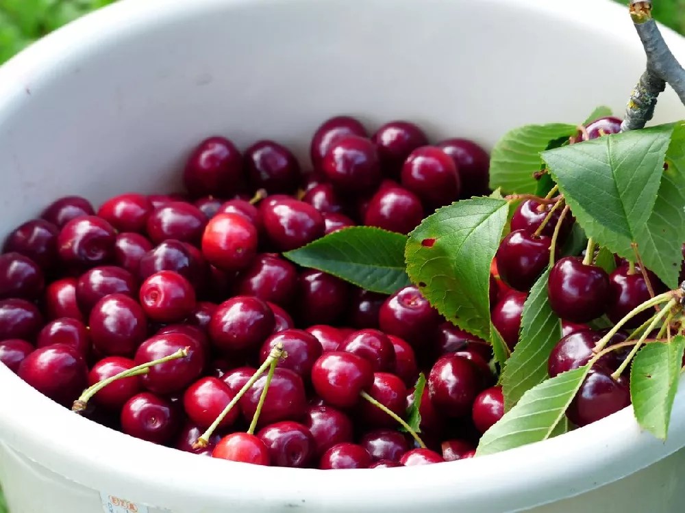 Bing Cherry for Sale Buying & Growing Guide