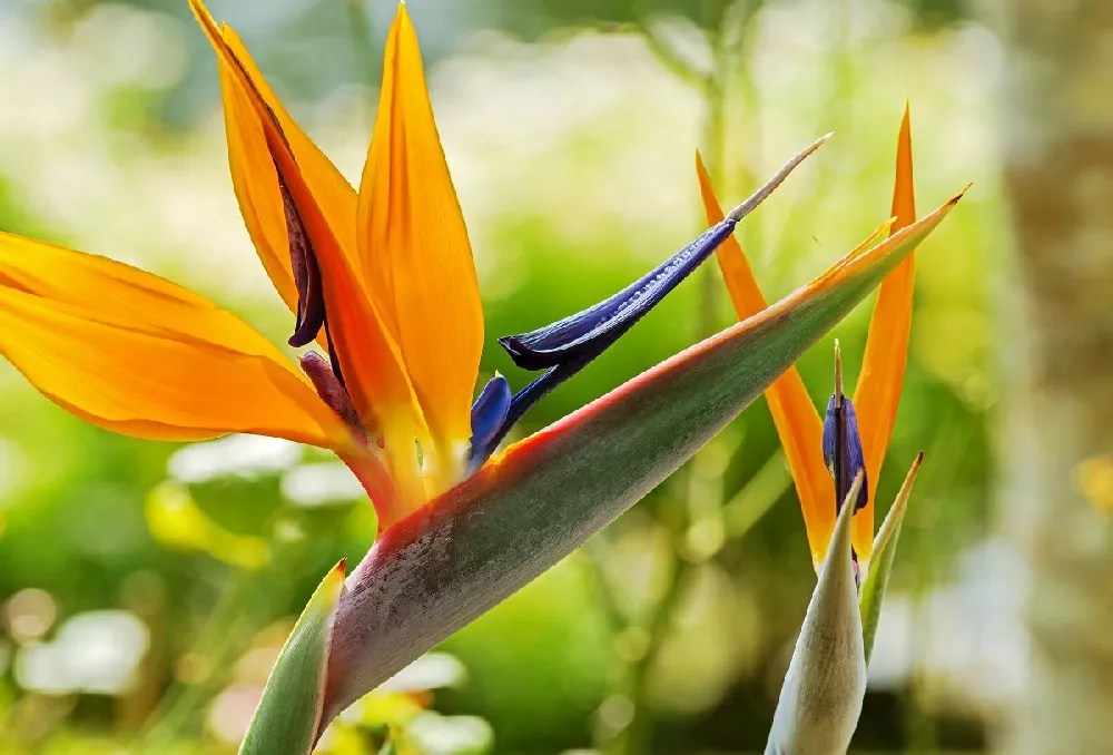 Is Mexican Bird Of Paradise Poisonous To Dogs