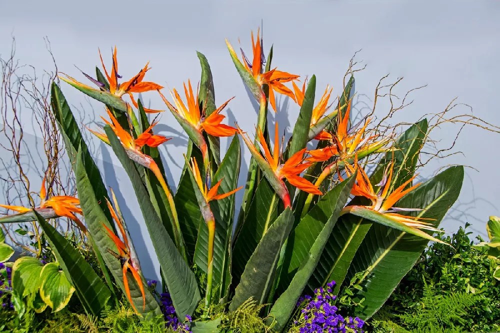 Bird of Paradise for Sale Buying & Growing Guide