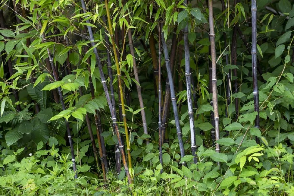 Outdoor Bamboo Plants for Sale Buying & Growing Guide