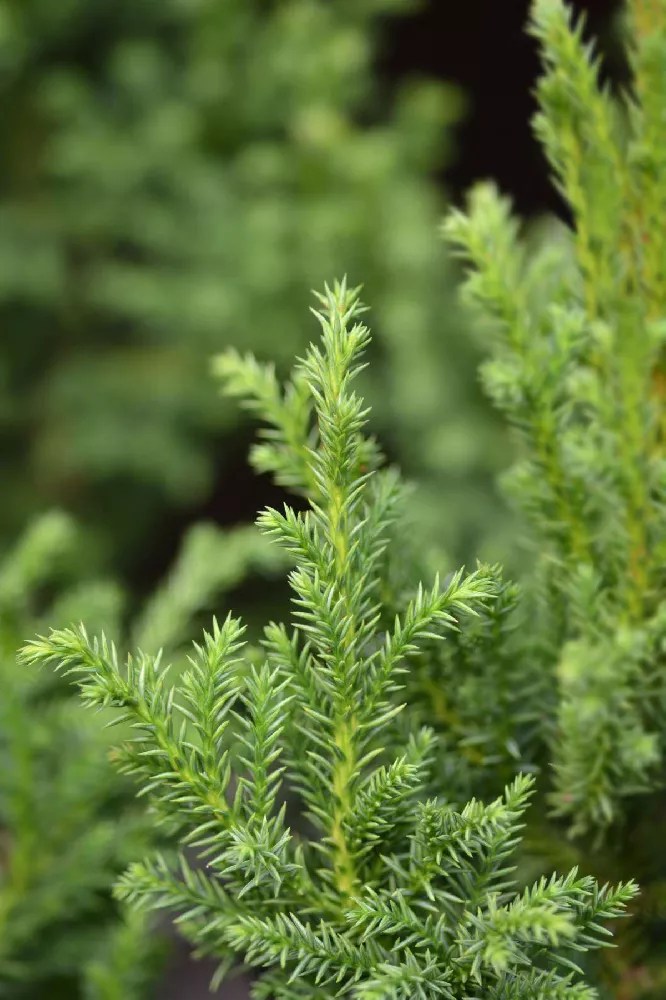 Black Dragon Cryptomeria for Sale Buying & Growing Guide