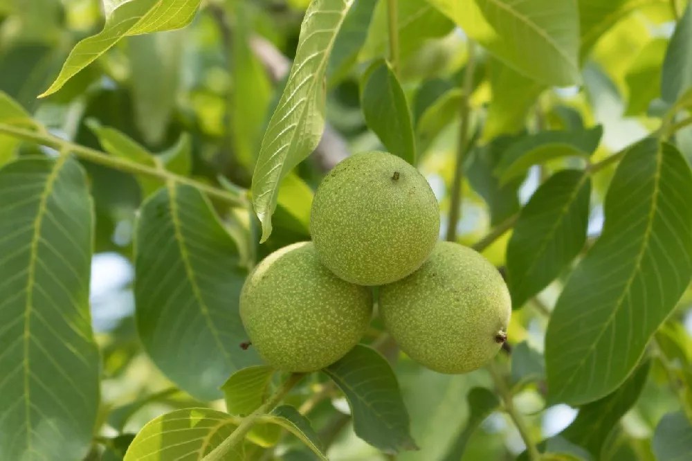 Black Walnut Trees for Sale Buying & Growing Guide