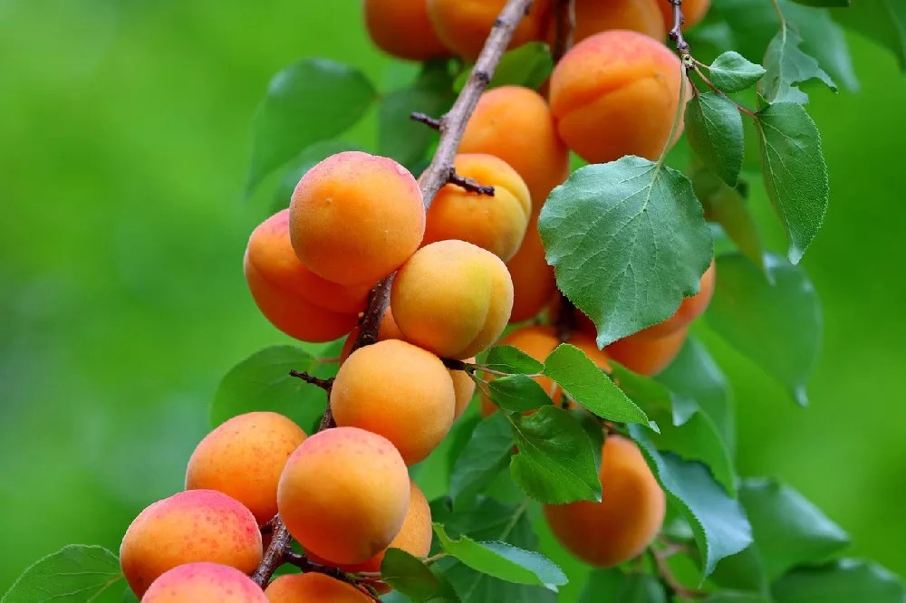 Blenheim Apricot Tree for Sale Buying & Growing Guide