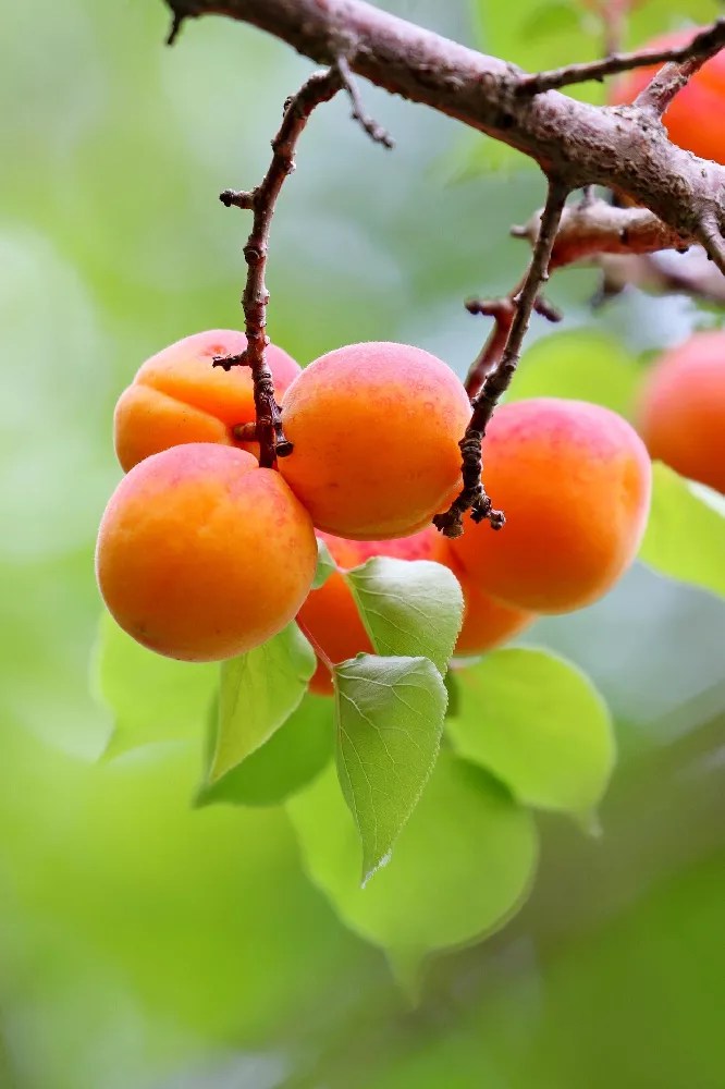 Blenheim Apricot Tree for Sale Buying & Growing Guide