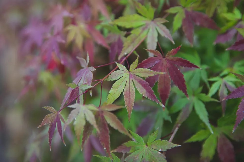 Bloodgood Japanese Maple for Sale Buying & Growing Guide