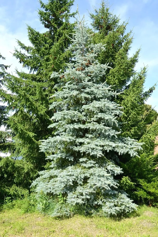 Blue Wonder Spruce Tree for Sale Buying & Growing Guide
