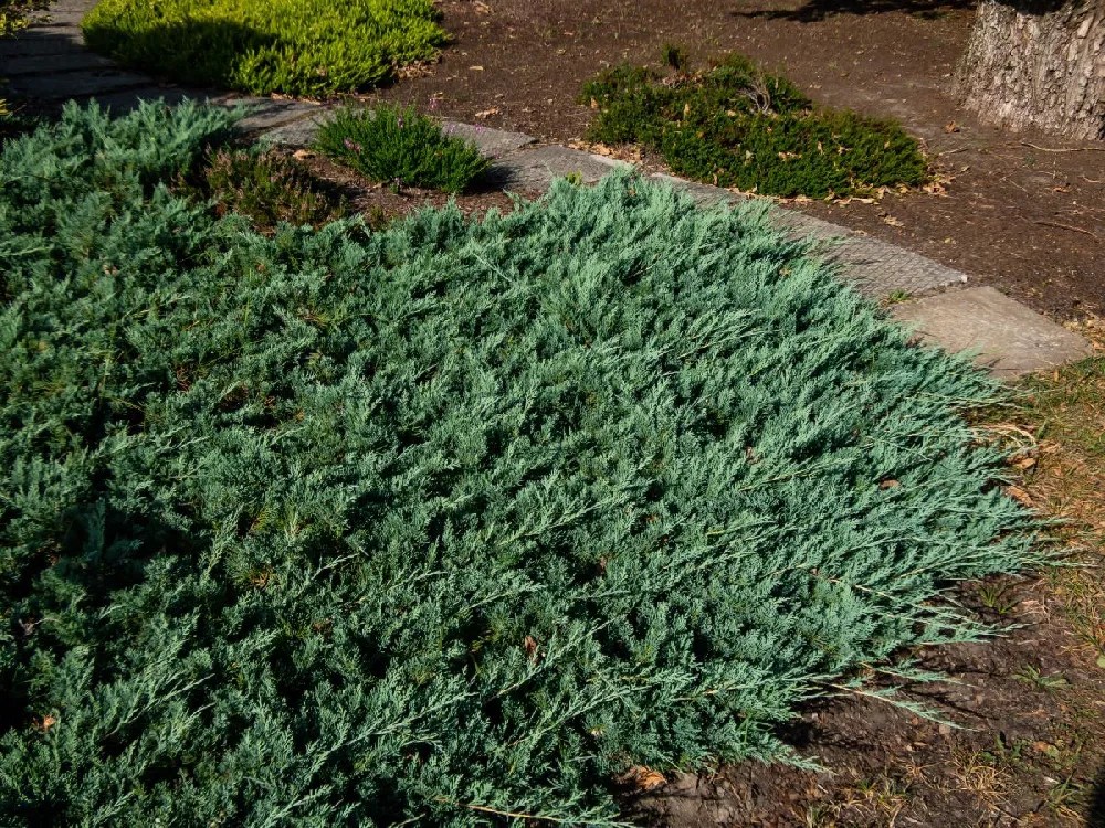 Blue Rug Juniper for Sale Buying & Growing Guide