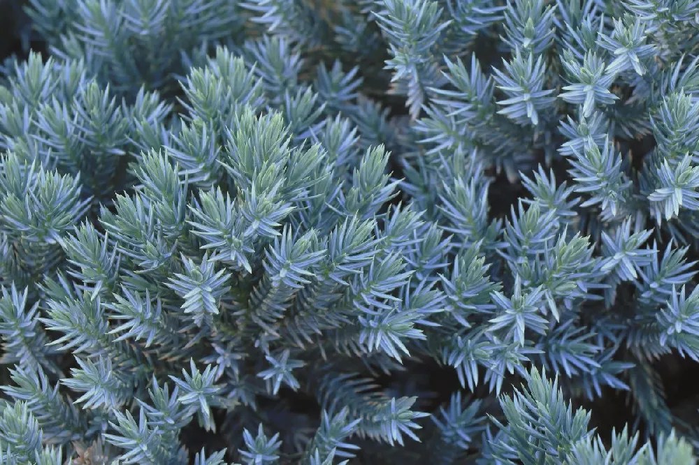 Blue Star Juniper Tree for Sale Buying & Growing Guide