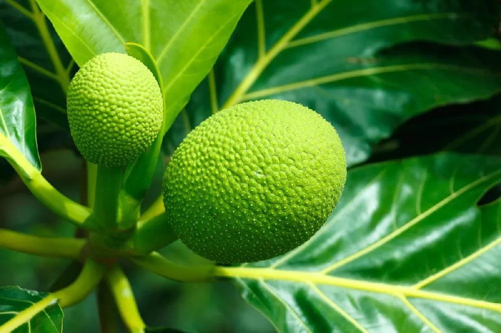 Breadfruit Tree for Sale Buying & Growing Guide