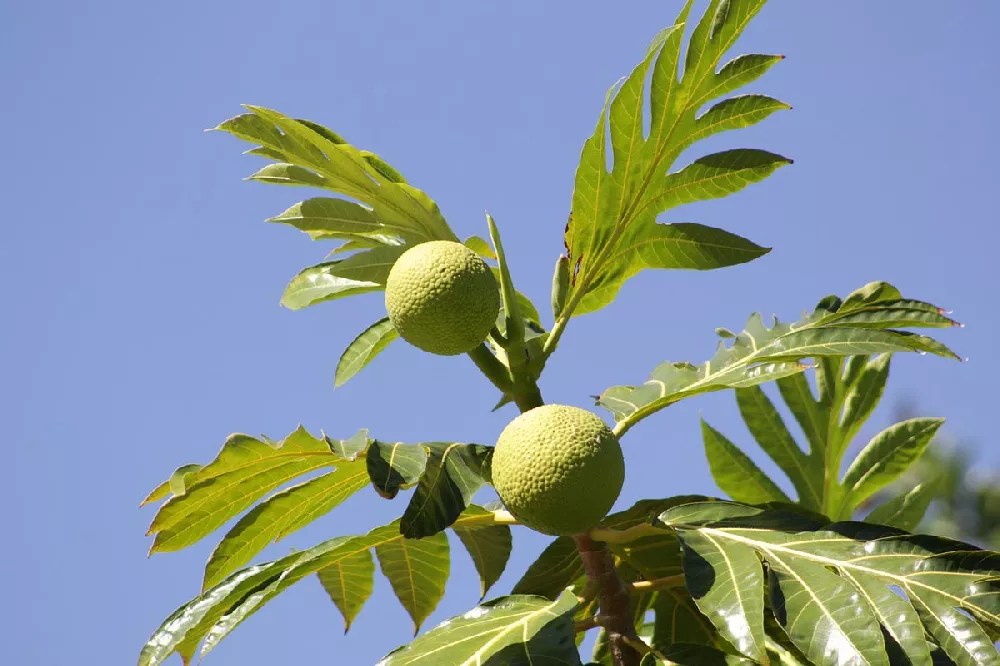 Breadfruit Tree for Sale Buying & Growing Guide