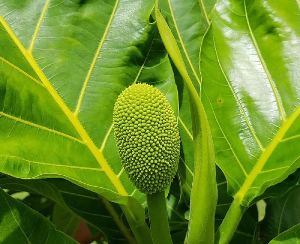 Breadfruit Tree for Sale Buying & Growing Guide