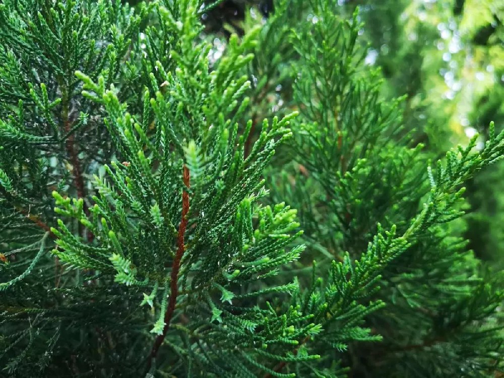 Brodie Eastern Red Cedar Tree for Sale Buying & Growing Guide