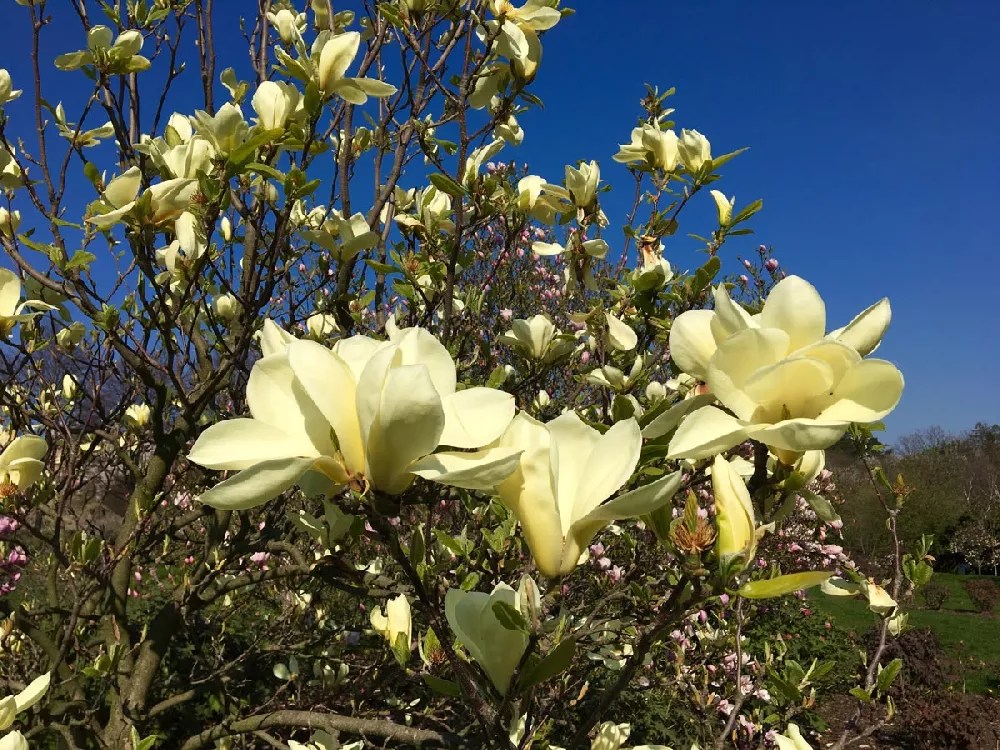 Butterfly Magnolia Tree for Sale Buying & Growing Guide