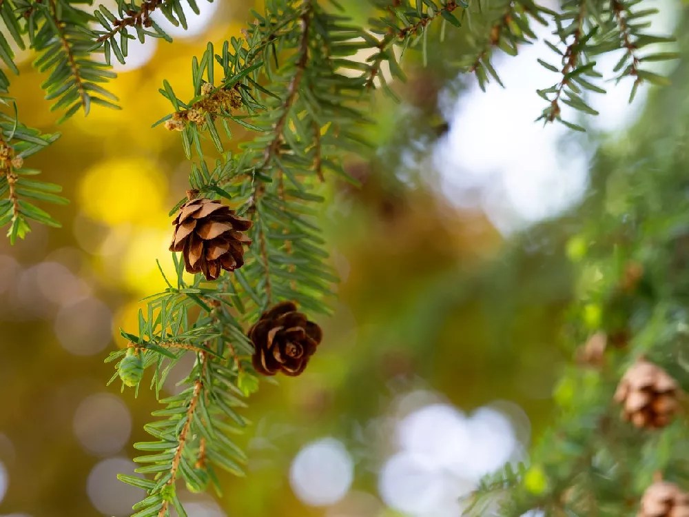 Canadian Hemlock Trees for Sale Buying & Growing Guide
