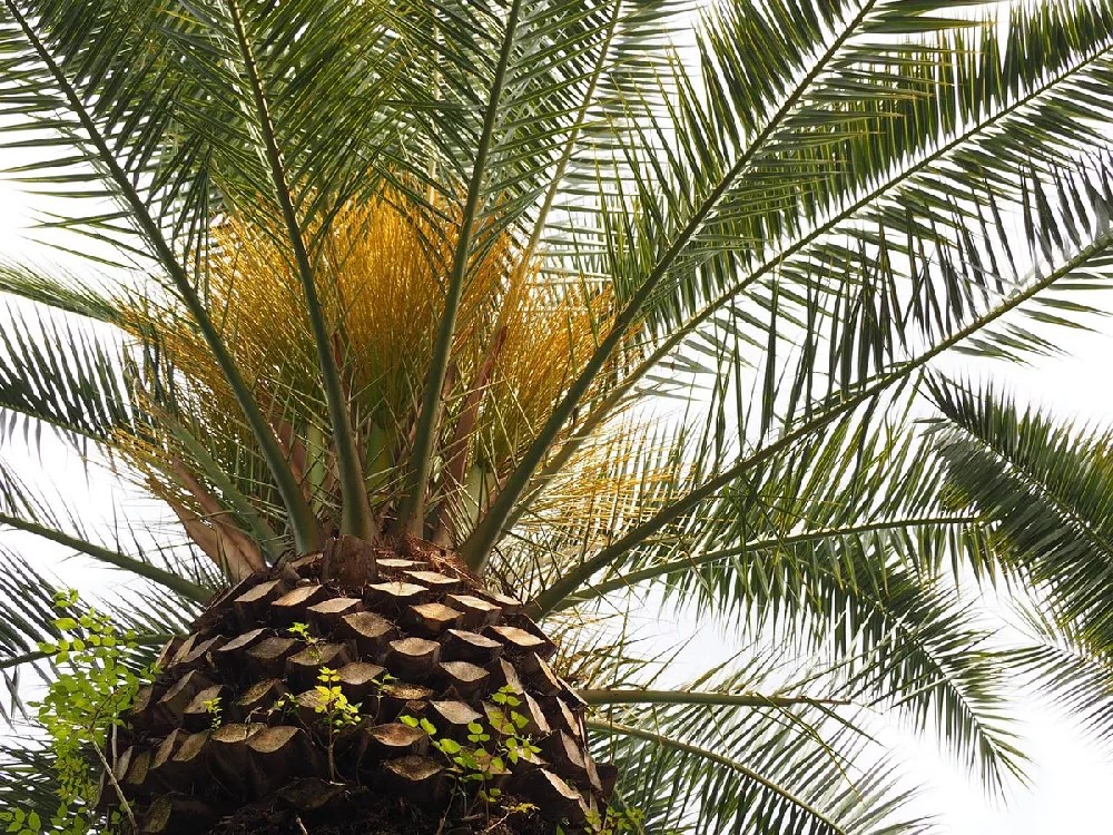 Canary Island Date Palm Tree for Sale Buying & Growing Guide