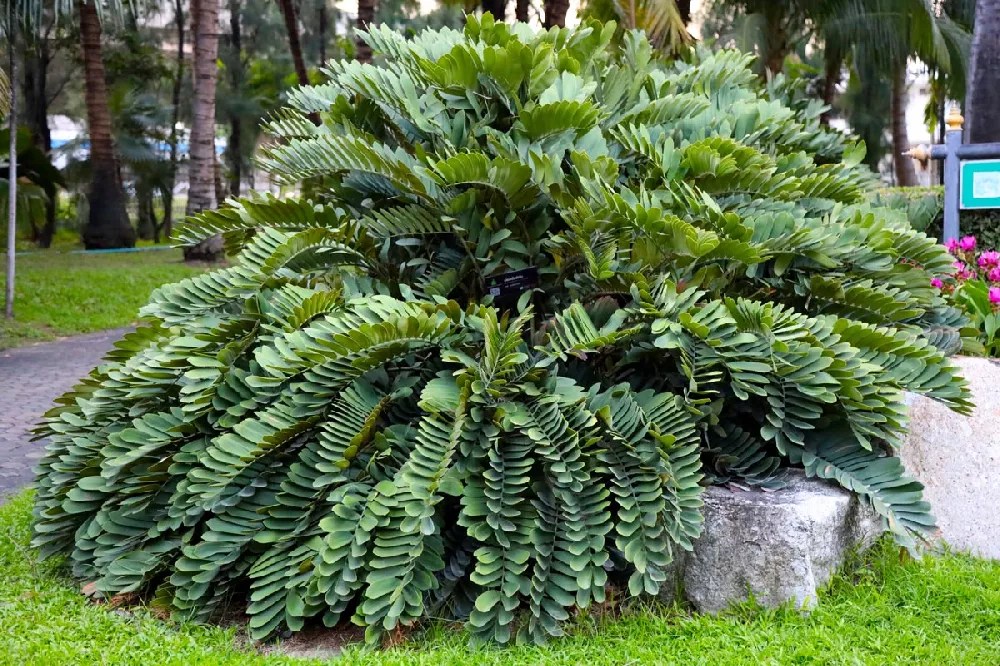 Cardboard Palm for Sale Buying & Growing Guide
