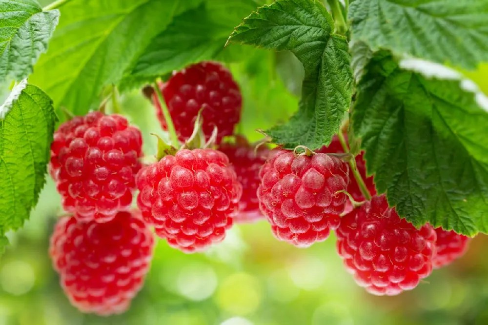 Berry Bushes for Sale Buying & Growing Guide