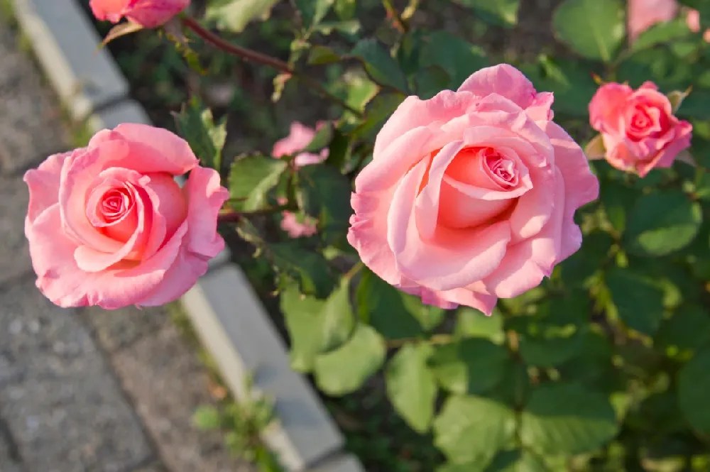 Pink Double Knockout Rose Tree for Sale Buying & Growing Guide