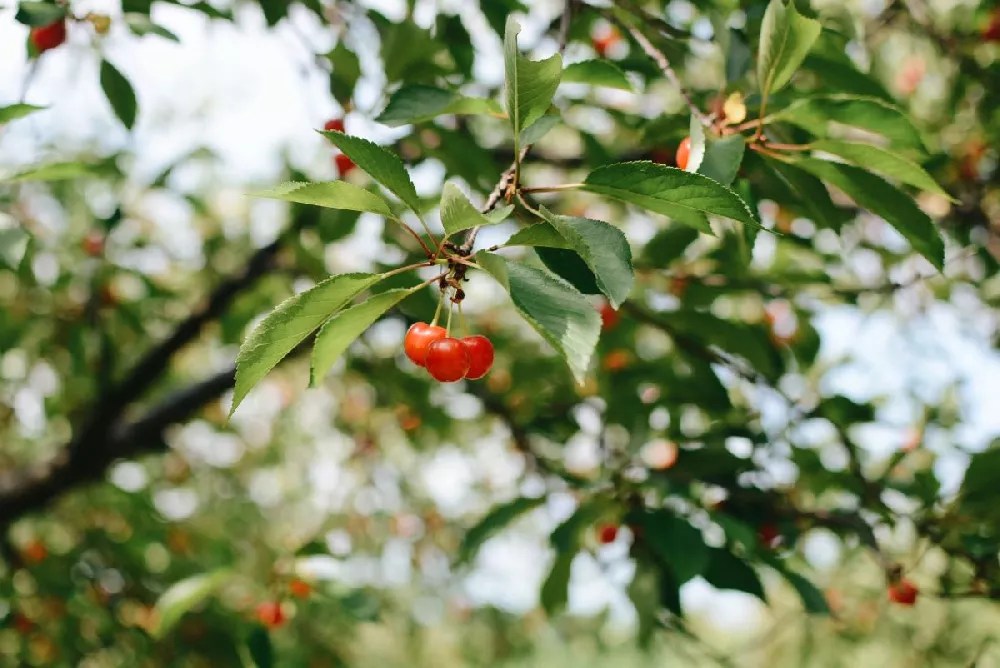 Rainier Cherry Tree for Sale Buying & Growing Guide