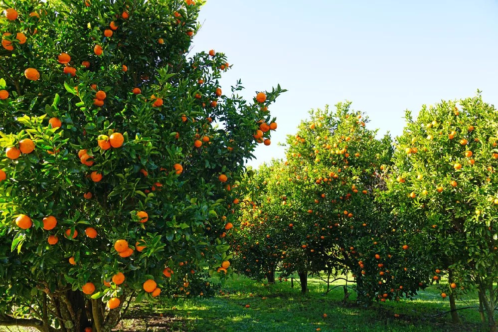 Clementine Trees for Sale Buying & Growing Guide