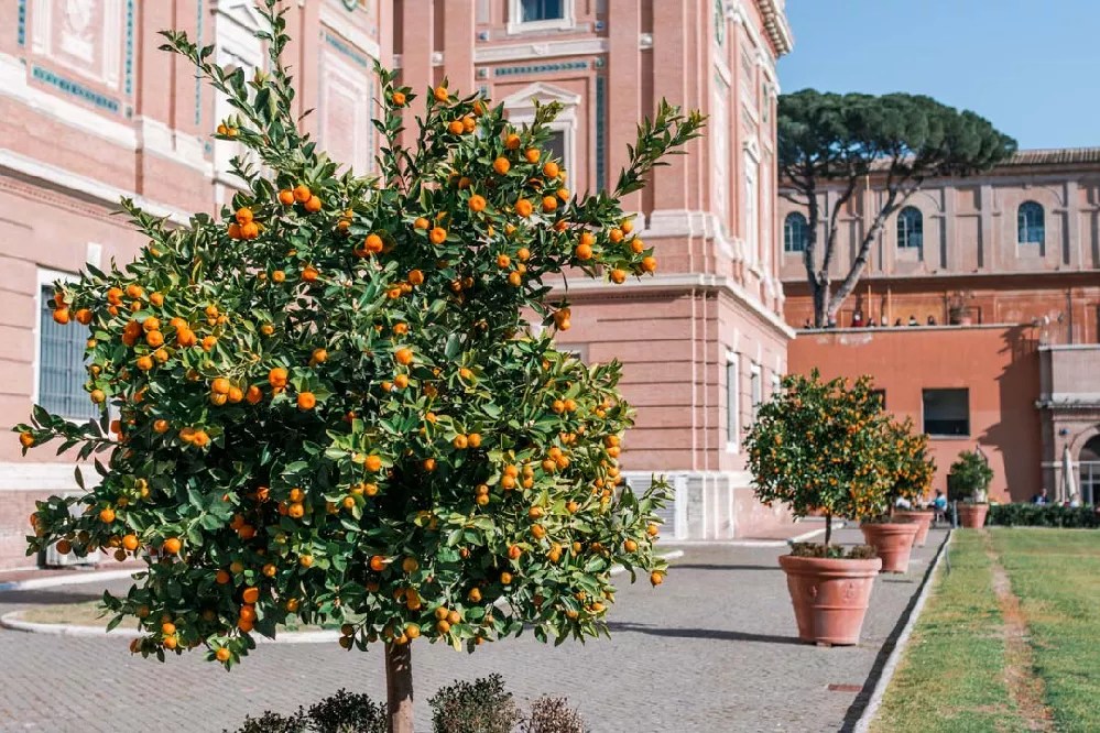 Clementine Trees for Sale Buying & Growing Guide