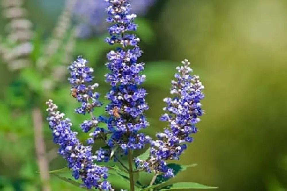 Vitex Trees for Sale Buying & Growing Guide