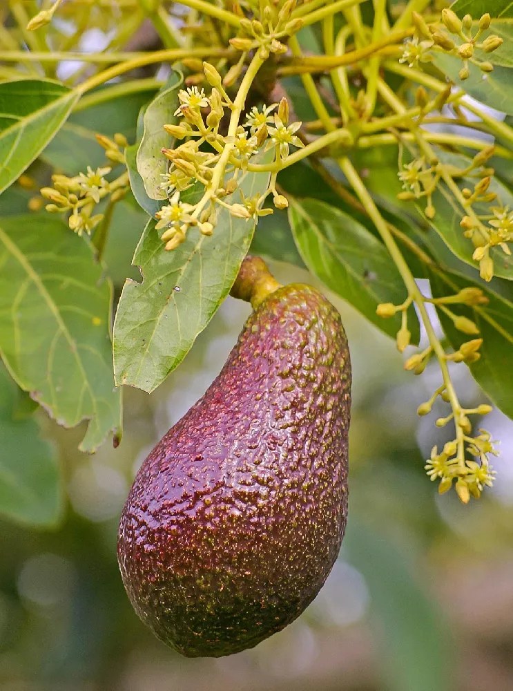 Cold Hardy Avocado Tree for Sale Buying & Growing Guide