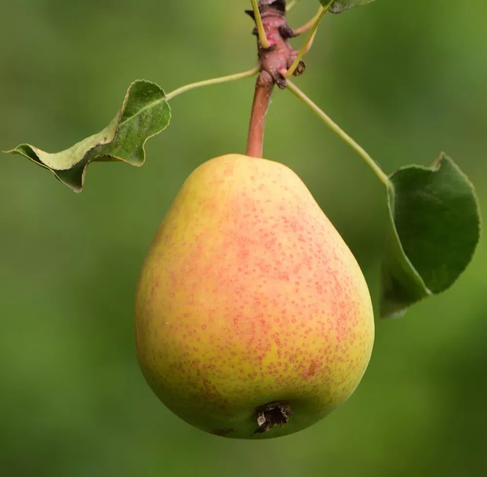 Comice Pear Tree for Sale Buying & Growing Guide